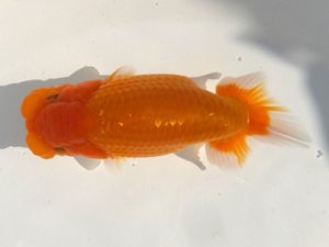 観魚会 勧進元一　亀山二三男　茨城