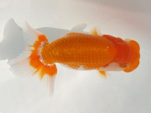 観魚会 勧進元二　酒井　昇　小美玉市