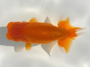 観魚会 行司一　藤田達也　東海村