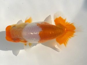 観魚会 行司二　亀山二三男　茨城