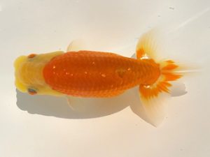 観魚会 行司三　藤田達也　東海村