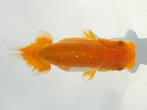 観魚会 脇行司一　芳賀孝泰　横浜