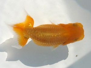 観魚会 脇行司二　飯田栄一　浅草