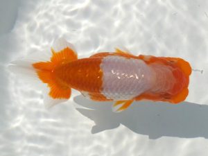 観魚会　研究会　西大関　兵頭秀一　足立区