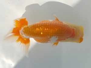 観魚会　研究会　立行司　齋藤一成　練馬区