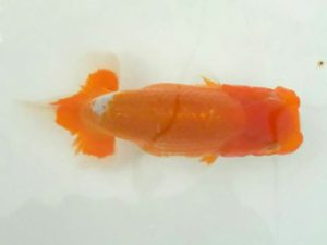 観魚会　研究会　取締一　清水　健　さいたま市