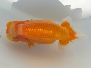 観魚会　研究会　取締二　清水　健　さいたま市