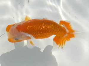 観魚会 東小結　兵頭秀一　足立区