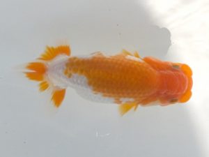 観魚会 西小結　太田和良幸　船橋市