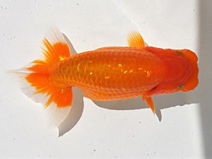 錦蘭会　初秋品評大会　西大関　村岡満幸　川西