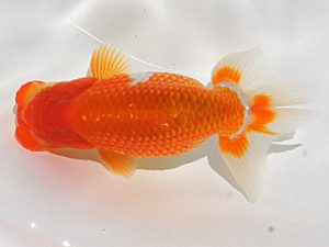 錦蘭会　初秋品評大会　立行司　吉田利明　吹田