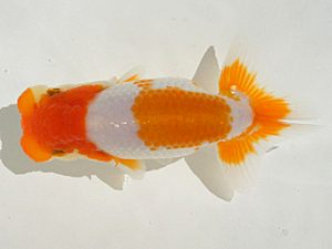 錦蘭会　初秋品評大会　取締一　小林保治　堺