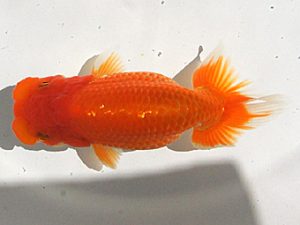 錦蘭会　初秋品評大会　取締二　吉田利明　吹田