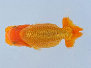 錦蘭会　初秋品評大会　西大関　井戸亮太　海南