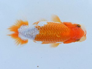 錦蘭会　初秋品評大会　取締二　木村真敏　大東