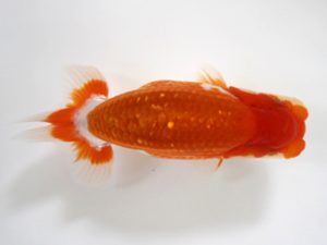 錦友会　研究会　東大関　鈴木和男(浜松市)