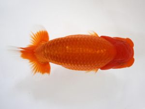 錦友会　研究会　立行司　小野　五(浜松市)