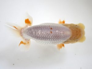 錦友会　研究会　取締一　小澤忠幸(沼津市)