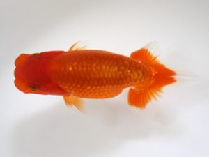 錦友会　研究会　取締二　清田良也(豊橋市)