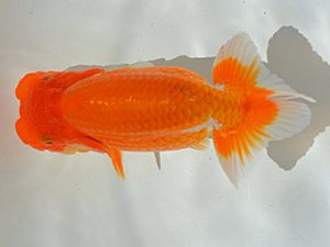 土佐らんちゅう愛好会 東大関 宮本富生 土佐らんちゅう愛好会 東大関 宮本富生