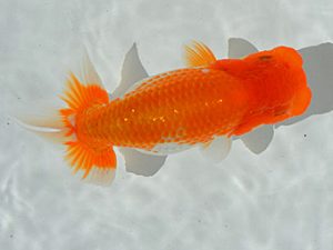 土佐らんちゅう愛好会 西大関 大平 智 土佐らんちゅう愛好会 西大関 大平 智