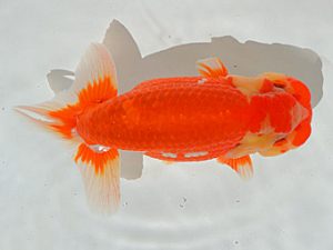 土佐らんちゅう愛好会 東大関 山下康孝 土佐らんちゅう愛好会 東大関 山下康孝