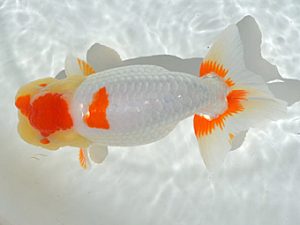 土佐らんちゅう愛好会 西大関 矢本貞雄 土佐らんちゅう愛好会 西大関 矢本貞雄