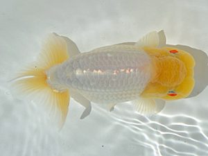 土佐らんちゅう愛好会 立行司 矢本貞雄 土佐らんちゅう愛好会 立行司 矢本貞雄