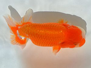 土佐らんちゅう愛好会 西取締 高橋欣次 土佐らんちゅう愛好会 西取締 高橋欣次