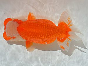 土佐らんちゅう愛好会 東大関 高橋欣次 土佐らんちゅう愛好会 東大関 高橋欣次