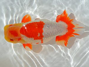 土佐らんちゅう愛好会 西大関 細川隆憲 土佐らんちゅう愛好会 西大関 細川隆憲