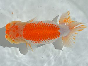 土佐らんちゅう愛好会 立行司 井上 隆 土佐らんちゅう愛好会 立行司 井上 隆