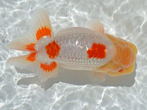 土佐らんちゅう愛好会 東取締 中居正二 土佐らんちゅう愛好会 東取締 中居正二