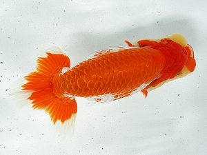 熊蘭会 東大関 力丸洋一(鳥栖みやき) 熊蘭会 東大関 力丸洋一(鳥栖みやき)