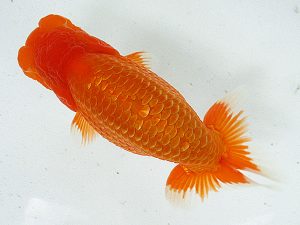 熊蘭会 渕上敏明(熊蘭会) 熊蘭会 西大関 渕上敏明(熊蘭会)