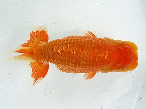 熊蘭会 立行司 太田黒正雄(熊蘭会) 熊蘭会 立行司 太田黒正雄(熊蘭会)