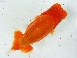 熊蘭会 東取締 江副 誠(鳥栖みやき) 熊蘭会 東取締 江副 誠(鳥栖みやき)