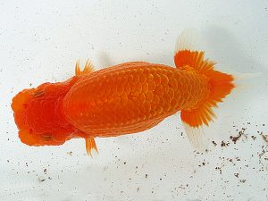 熊蘭会 西取締 金子博昭(下関観魚会) 熊蘭会 西取締 金子博昭(下関観魚会)