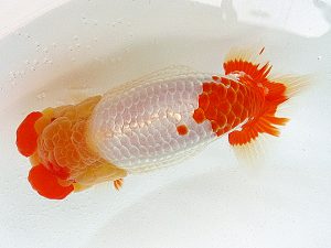 熊蘭会 東大関 野田善洋(鳥栖みやき) 熊蘭会 東大関 野田善洋(鳥栖みやき)