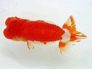 熊蘭会 西大関 橋岡信行(大分らんちゅう会) 熊蘭会 西大関 橋岡信行(大分らんちゅう会)