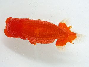 熊蘭会 立行司 太田黒正雄(熊蘭会) 熊蘭会 立行司 太田黒正雄(熊蘭会)