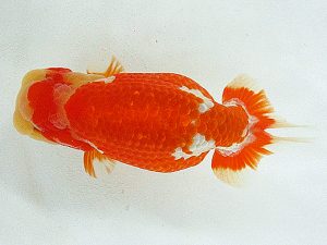 熊蘭会 東取締 石原成見(熊蘭会 熊蘭会 東取締 石原成見(熊蘭会