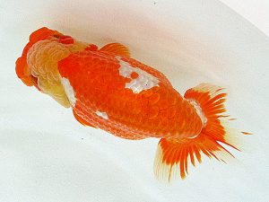 熊蘭会 西取締 永原 久(熊蘭会) 熊蘭会 西取締 永原 久(熊蘭会)