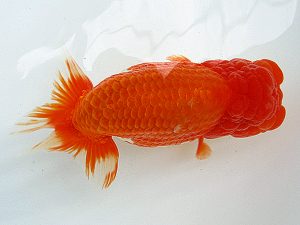 熊蘭会 東大関 赤嶺仲治(東鱗会) 熊蘭会 東大関 赤嶺仲治(東鱗会)