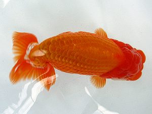 熊蘭会 立行司 先崎 誠(宮崎) 熊蘭会 立行司 先崎 誠(宮崎)