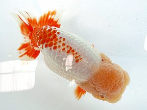 熊蘭会 東取締 荒川昌人(宮崎) 熊蘭会 東取締 荒川昌人(宮崎)