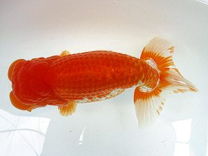 熊蘭会 西取締 先崎 誠(宮崎) 熊蘭会 西取締 先崎 誠(宮崎)