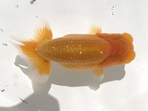 宮城伊達らんちう会　東大関　小林一仁　須賀川市