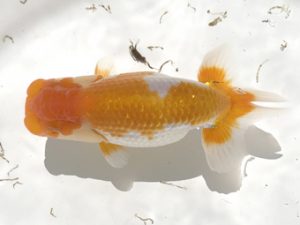 宮城伊達らんちう会　西大関　小林一仁　須賀川市