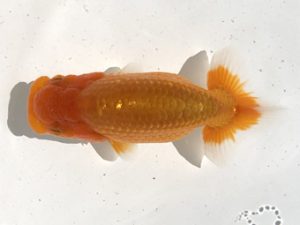 宮城伊達らんちう会　立行司　松田　勝　仙台市